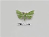 藏品(螟蛾317)的圖片